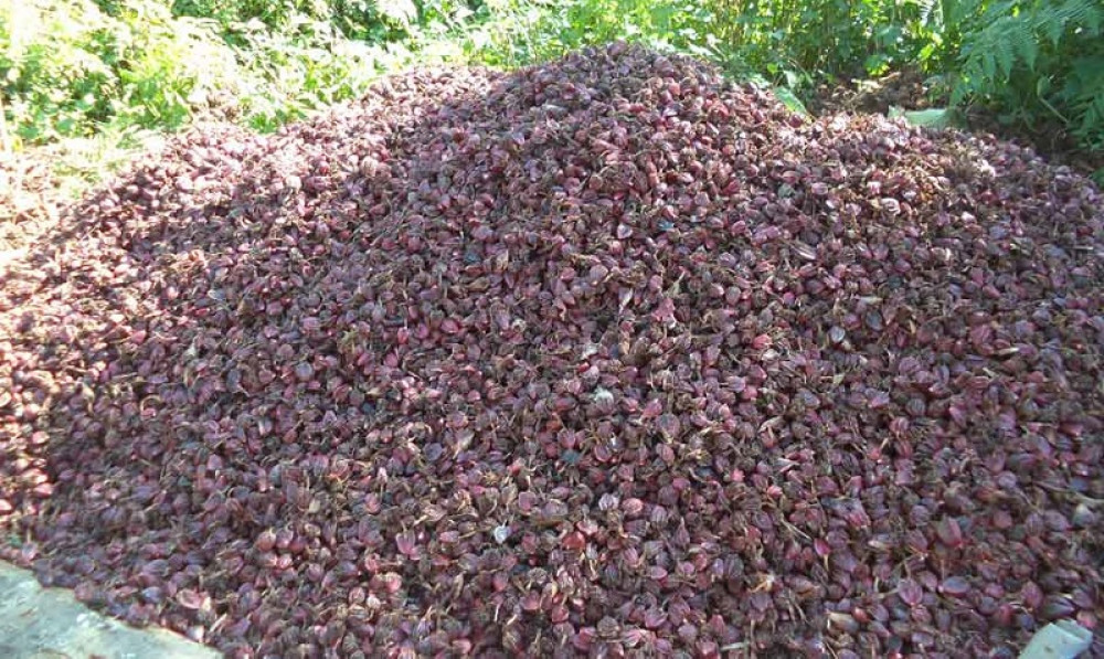 Sajilo Khoj