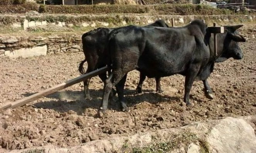 Sajilo Khoj