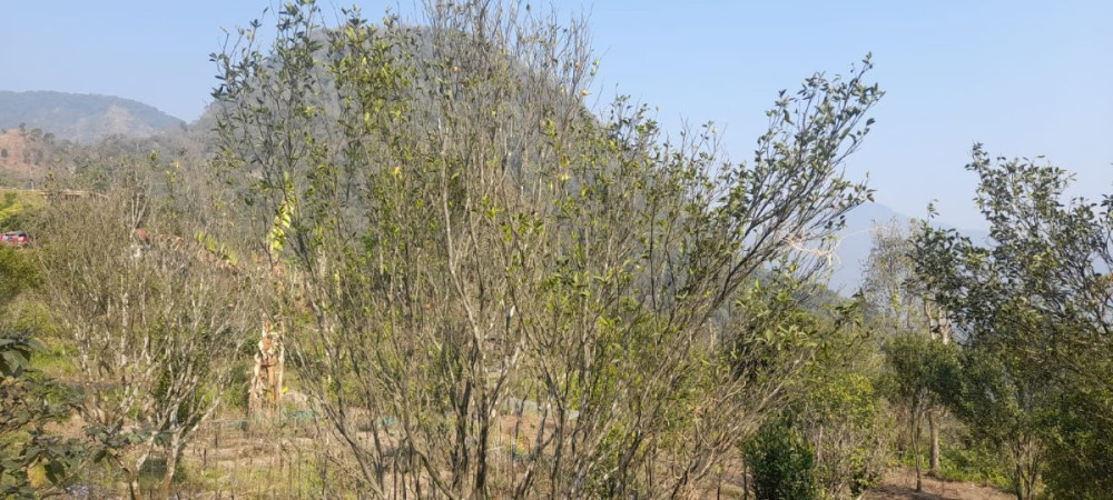 Sajilo Khoj