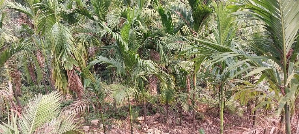 Sajilo Khoj
