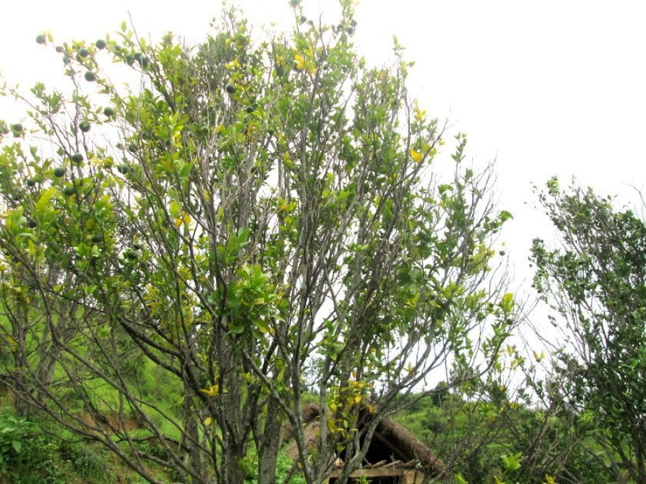 Sajilo Khoj